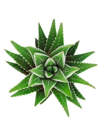 Haworthia
