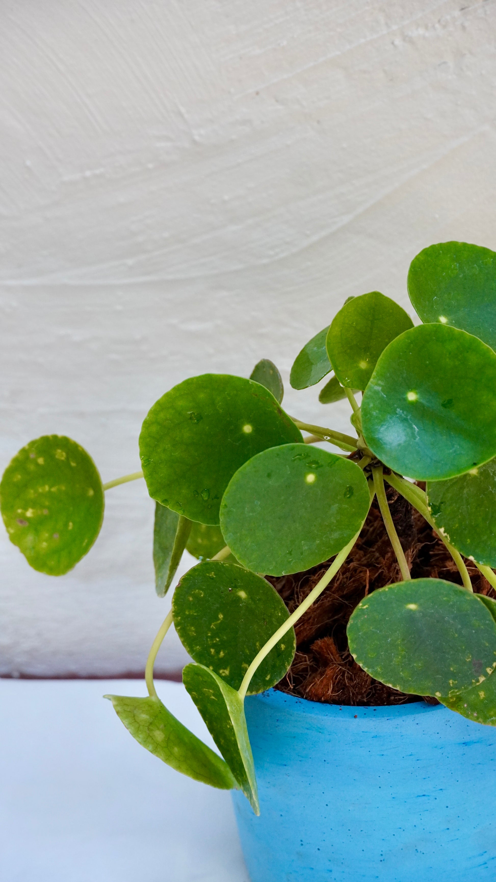 Pilea