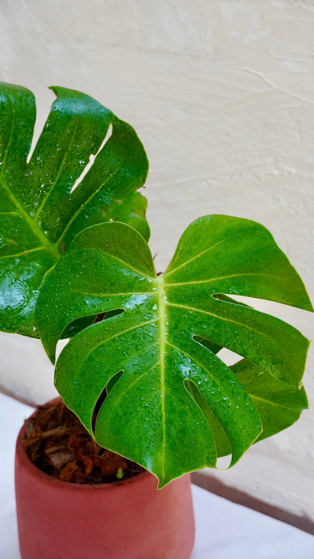 Monstera deliciosa