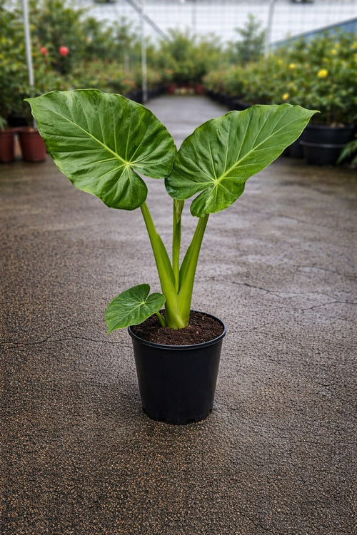 Alocasia macrorrhiza — Oreille d’éléphant