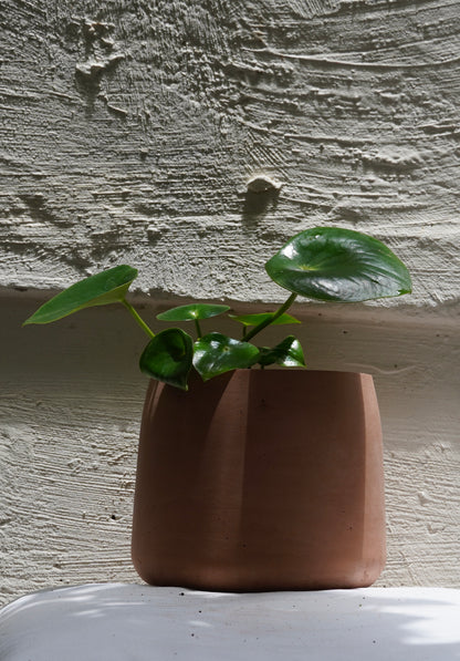 Peperomia Raindrop