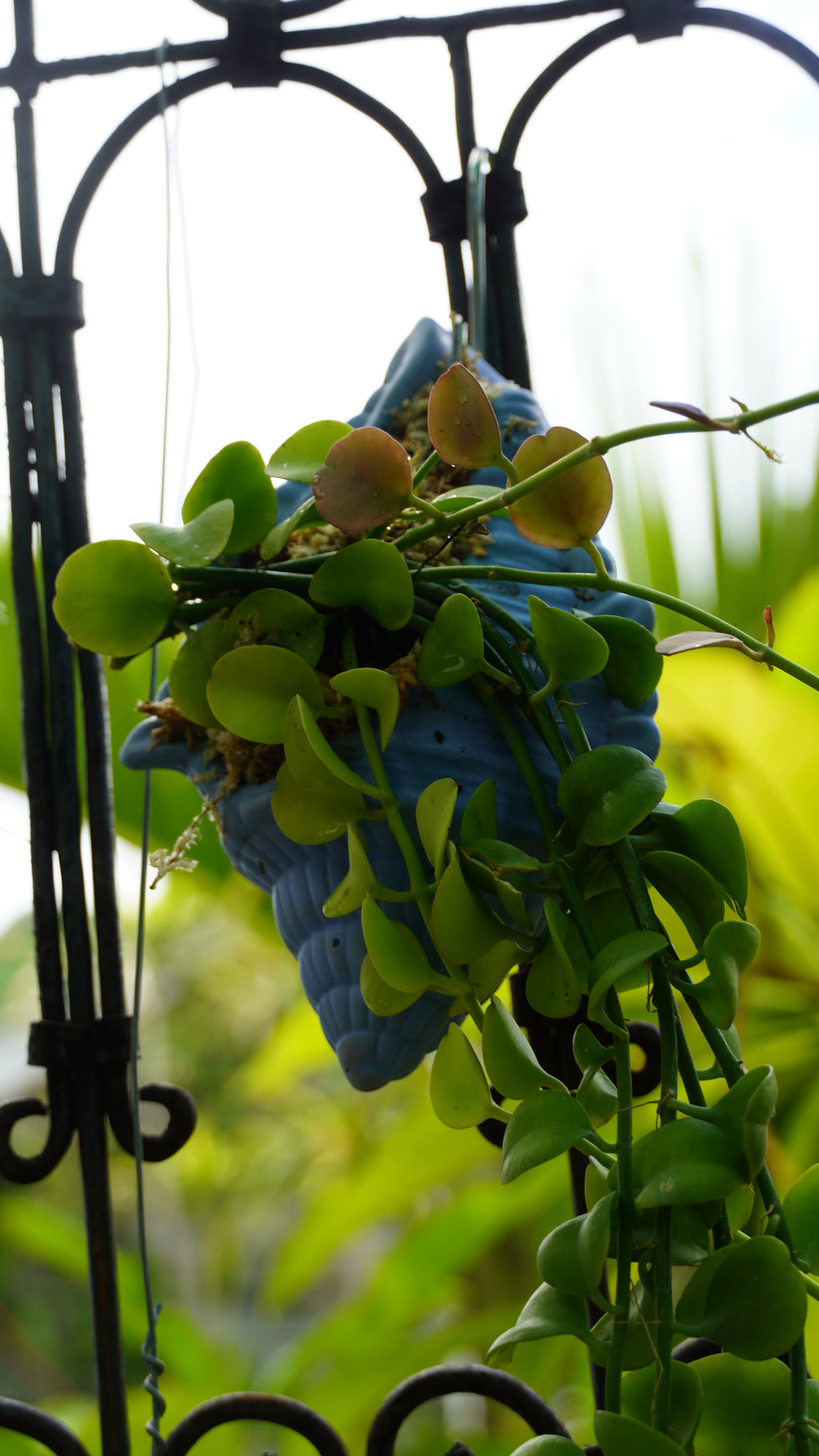Dischidia oiantha Green