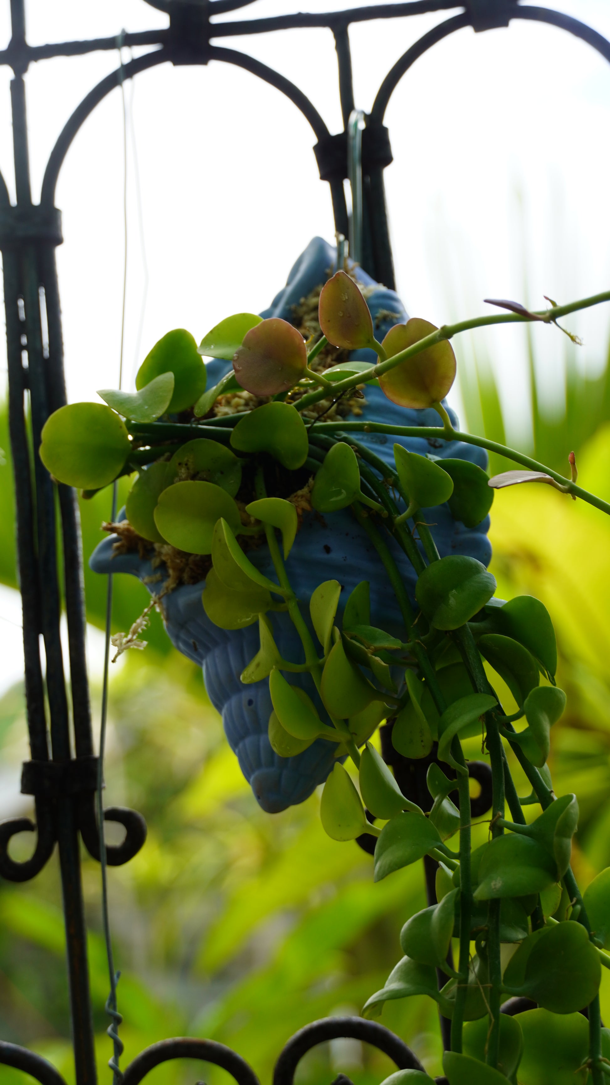 Dischidia oiantha Green