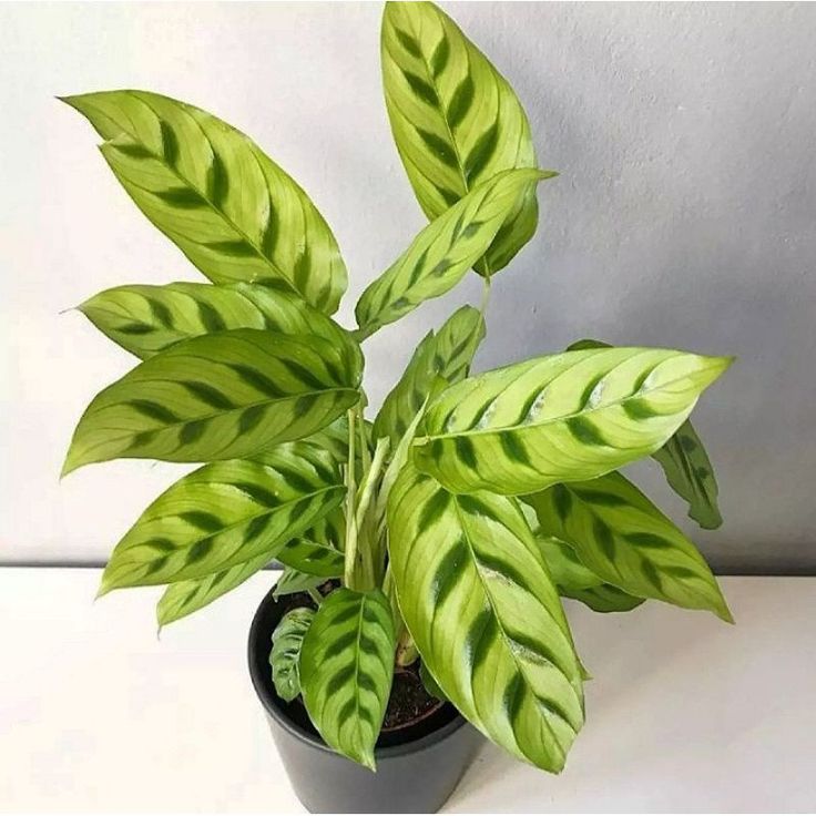 Calathea Leopardina
