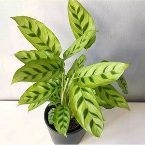 Calathea Leopardina