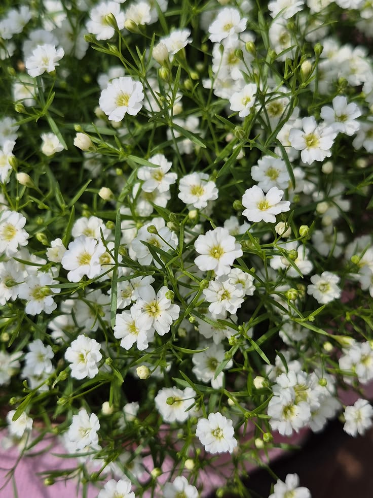 Gypsophile (Gypsophila)