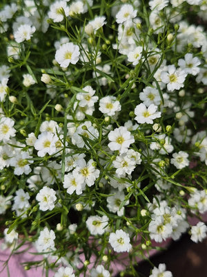 Gypsophile (Gypsophila)
