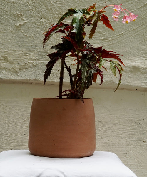 Bégonia aconitifolia : Élégance et délicatesse du Brésil