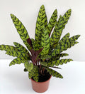 Calathea Lancifolia