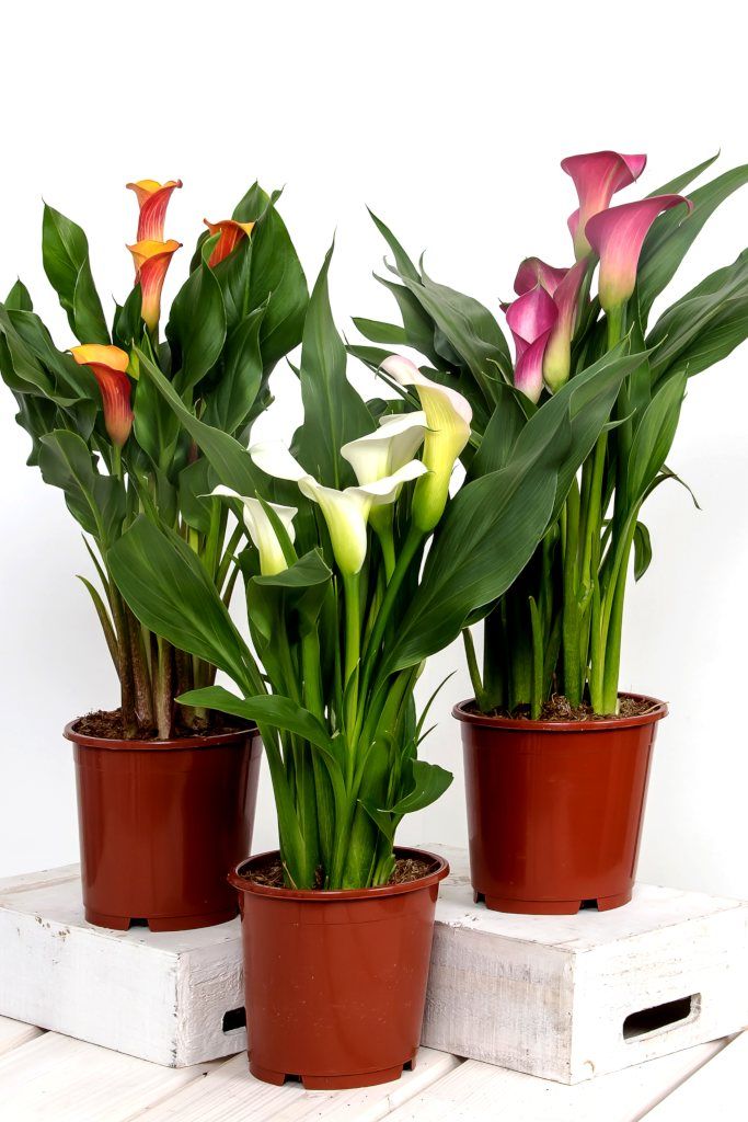 Arum coloré — Zantedeschia