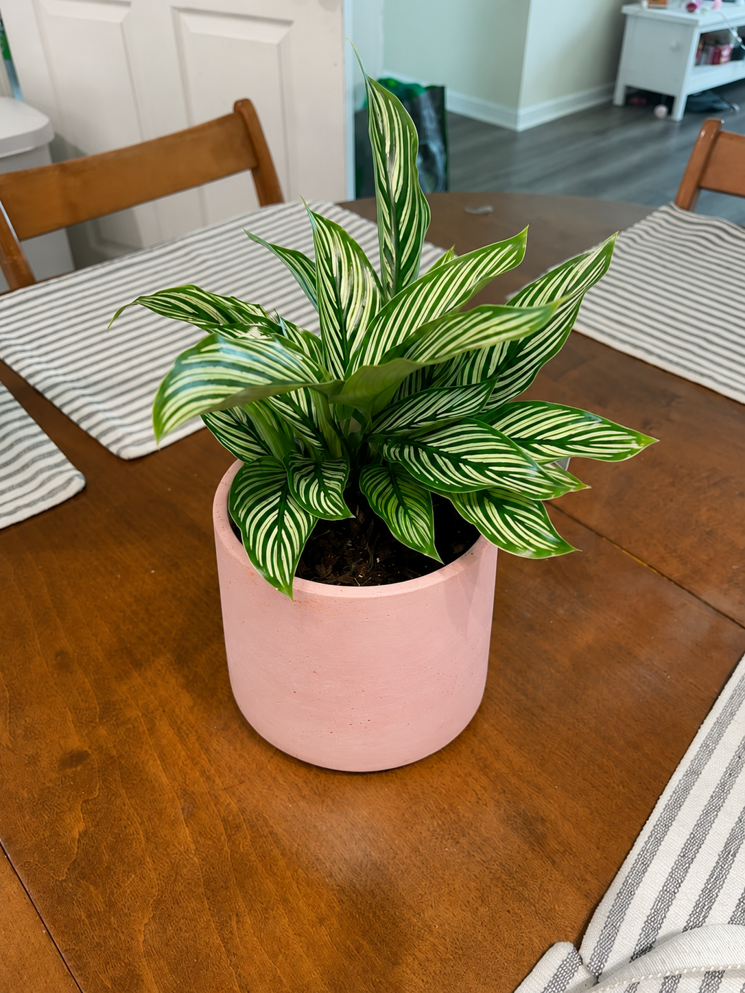 Calathea Vittata
