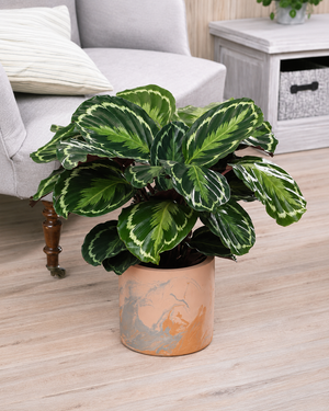 Calathea Veitchiana