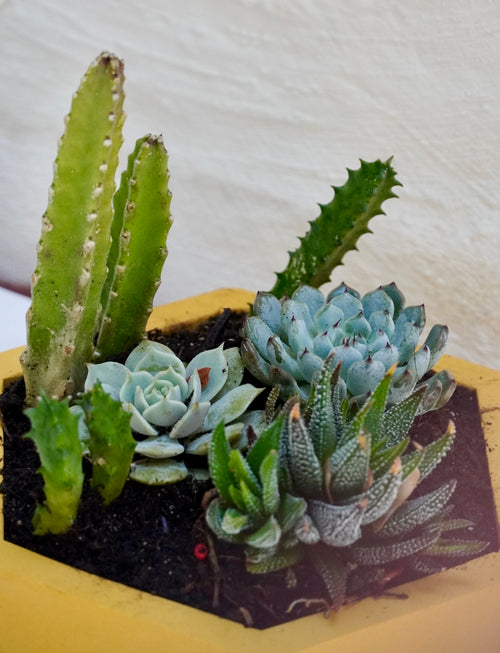 Assortiment de plantes grasses
