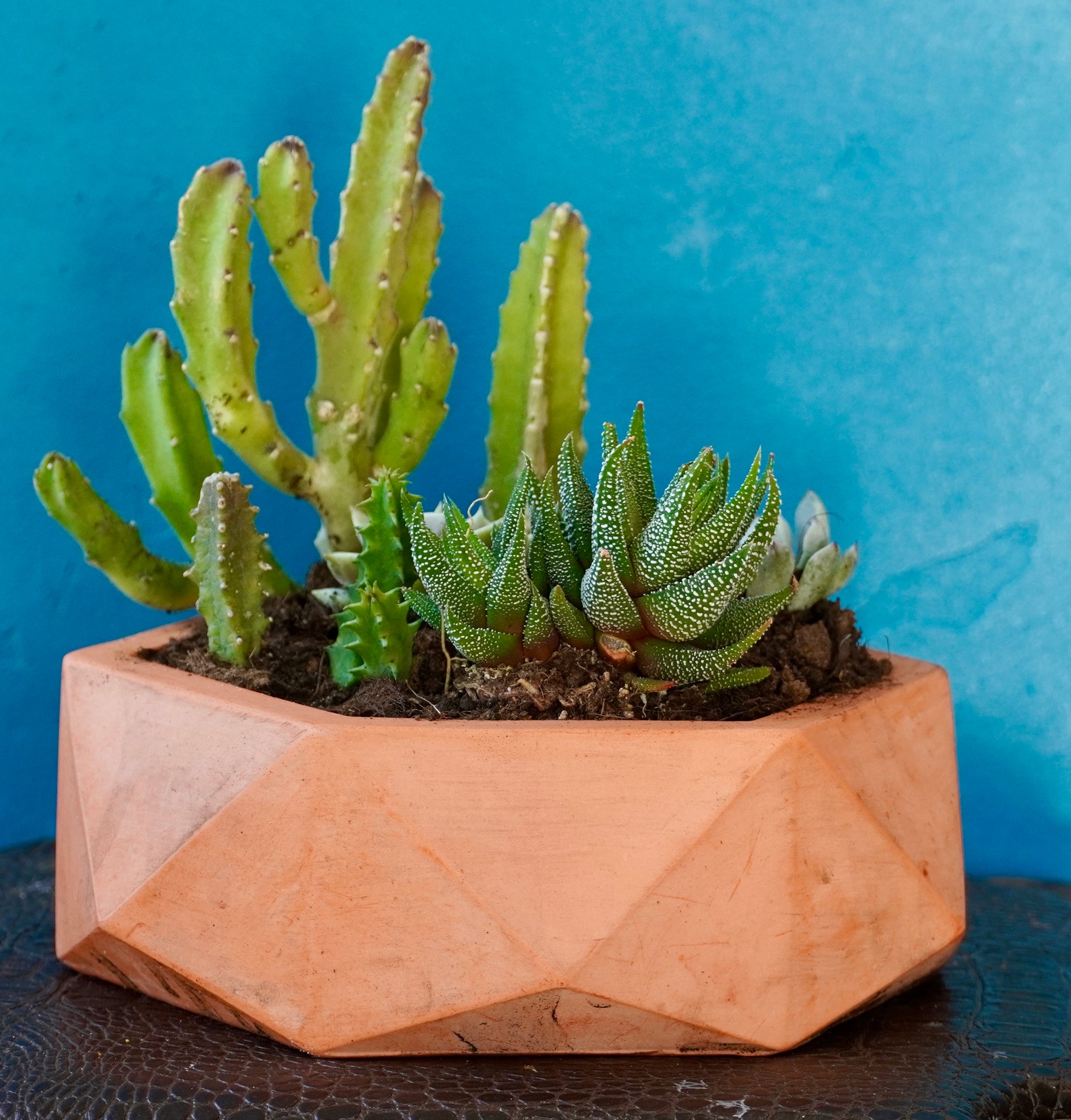 Assortiment de plantes grasses