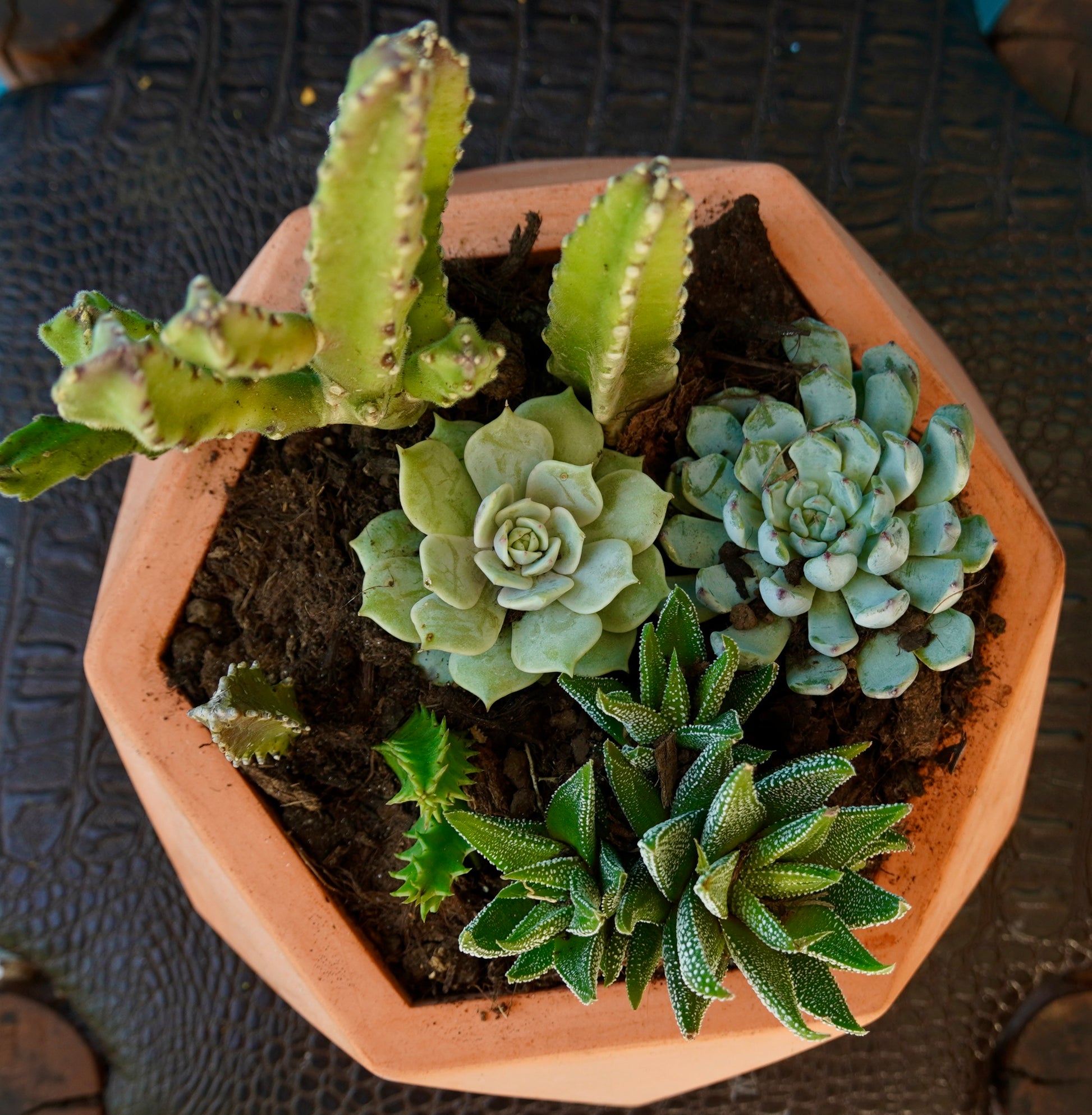 Assortiment de plantes grasses