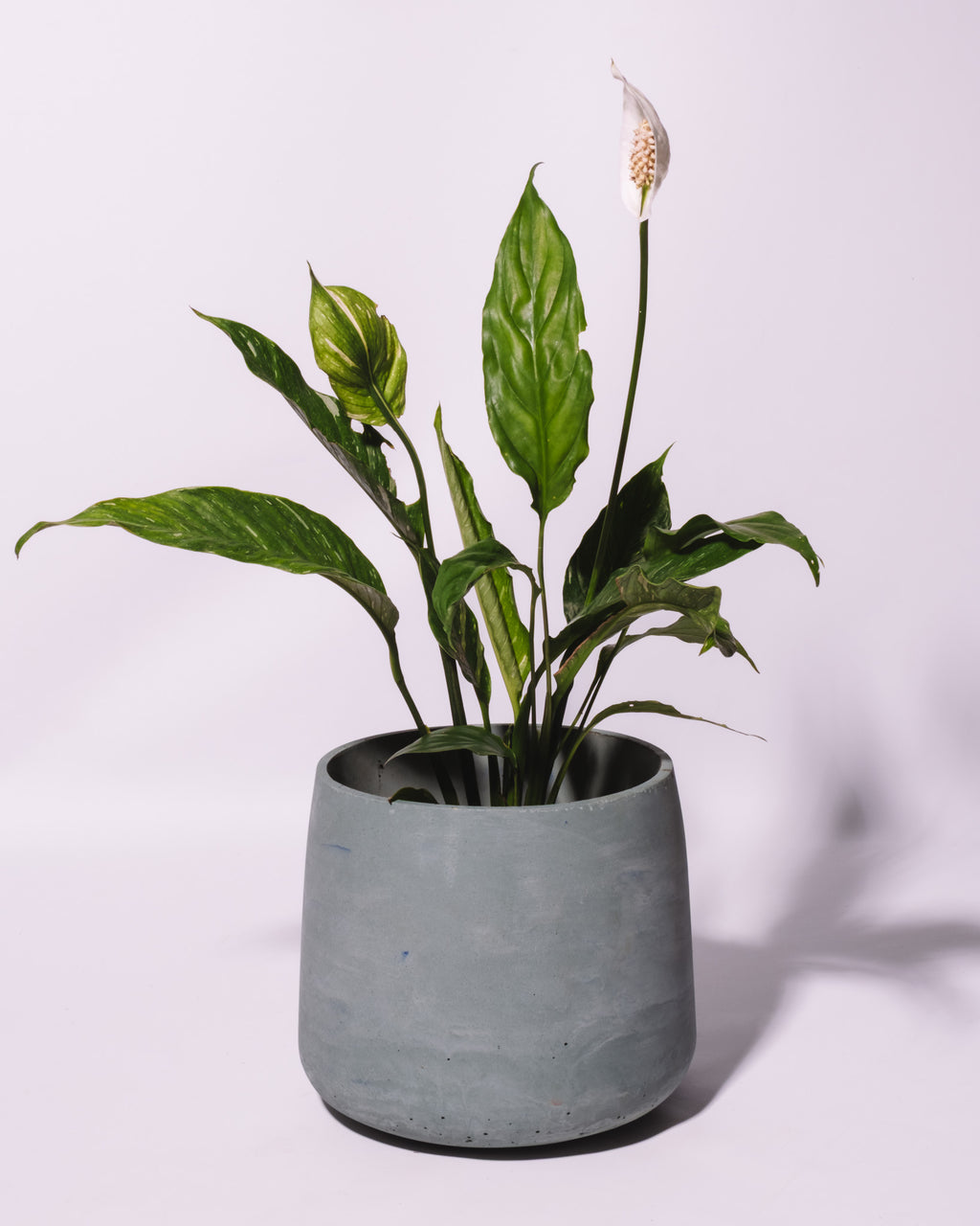 Pot « Gro Goni » 3,3L