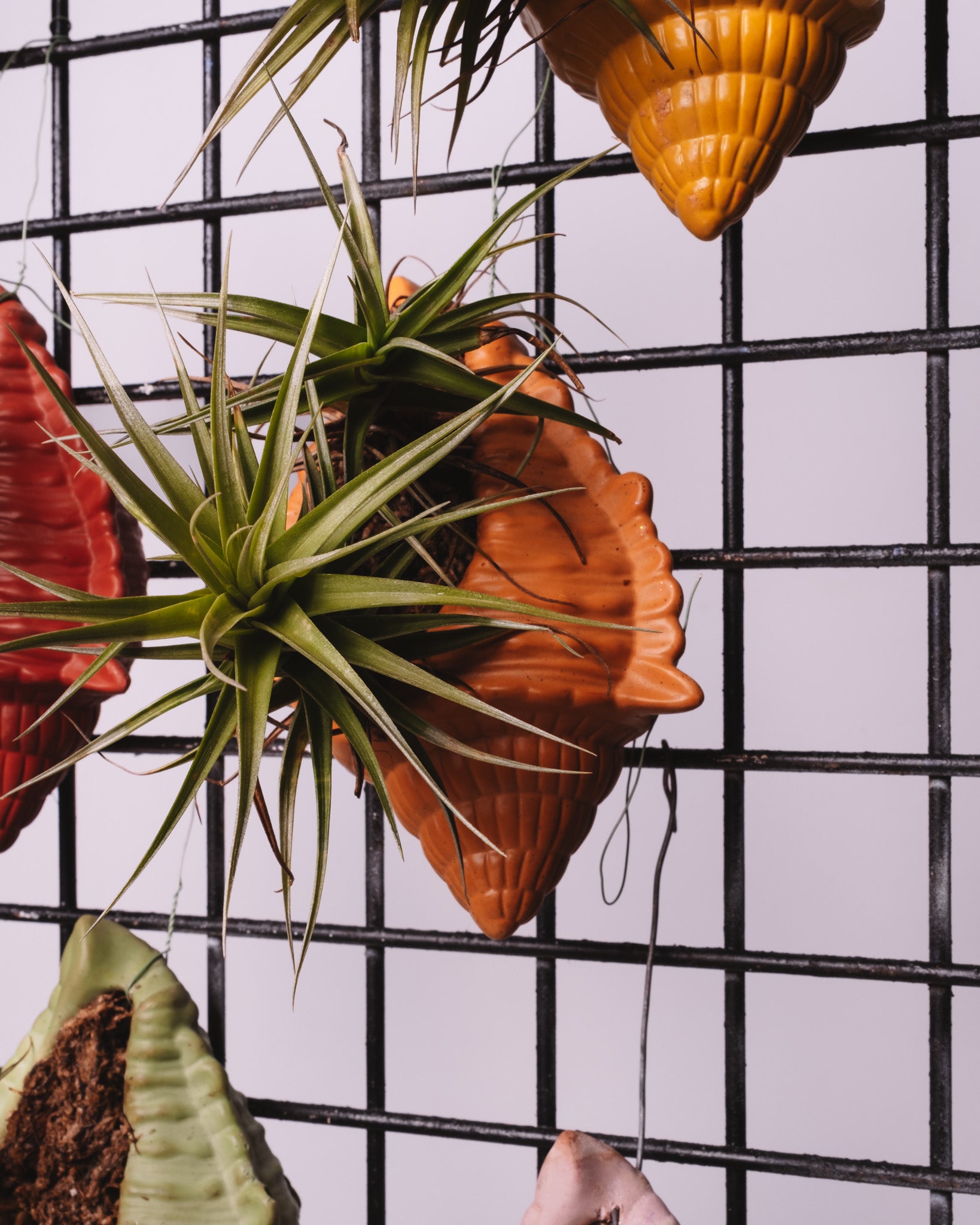 Plantes Filles de l’Air – Tillandsia ionantha