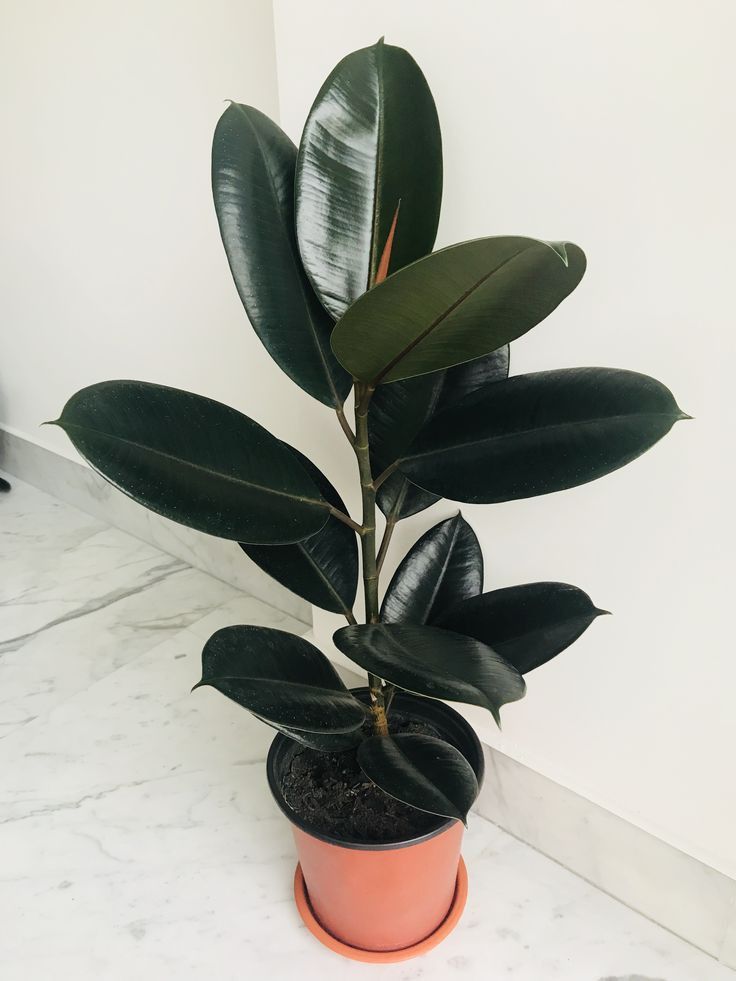 Ficus Elastica