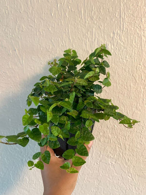Ficus Minima