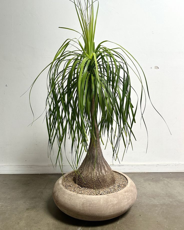 Beaucarnea - Pied d'éléphant