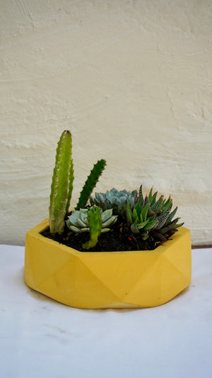 Assortiment de plantes grasses