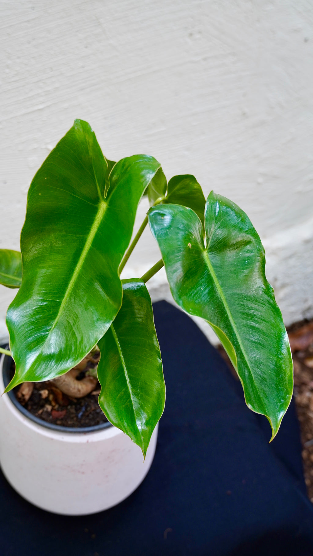 Philodendron Burle Marx grand