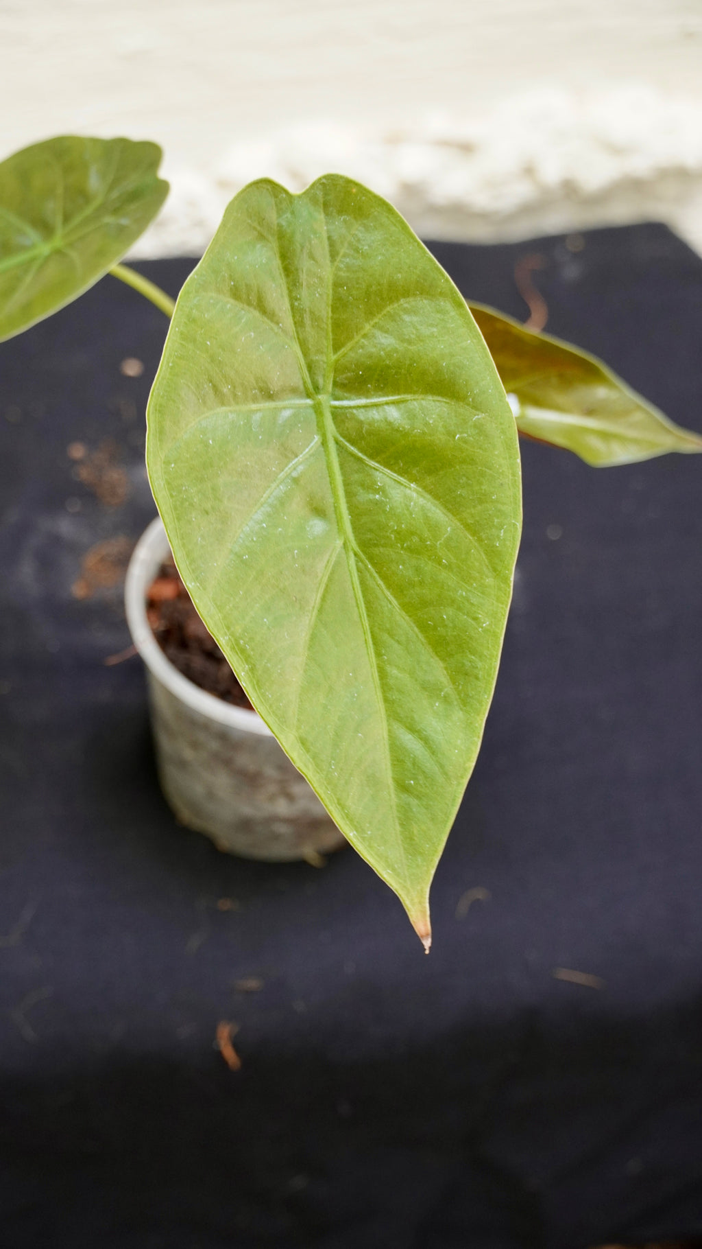 Alocasia wentii