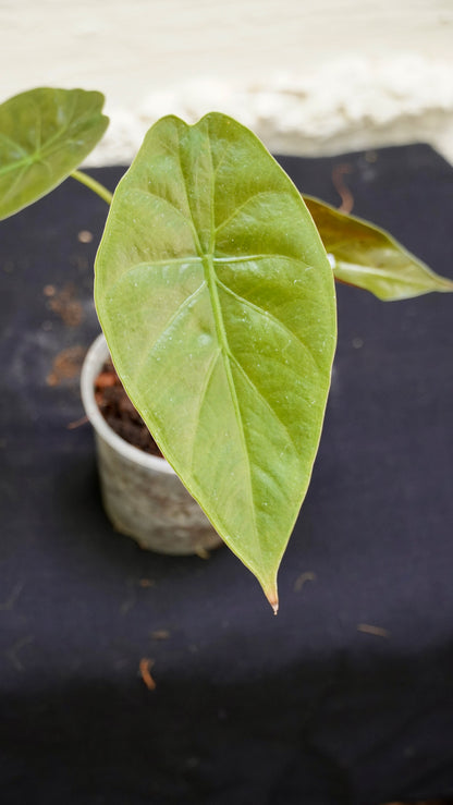 Alocasia wentii