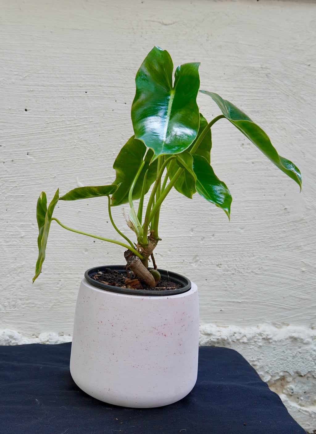 Philodendron Burle Marx grand
