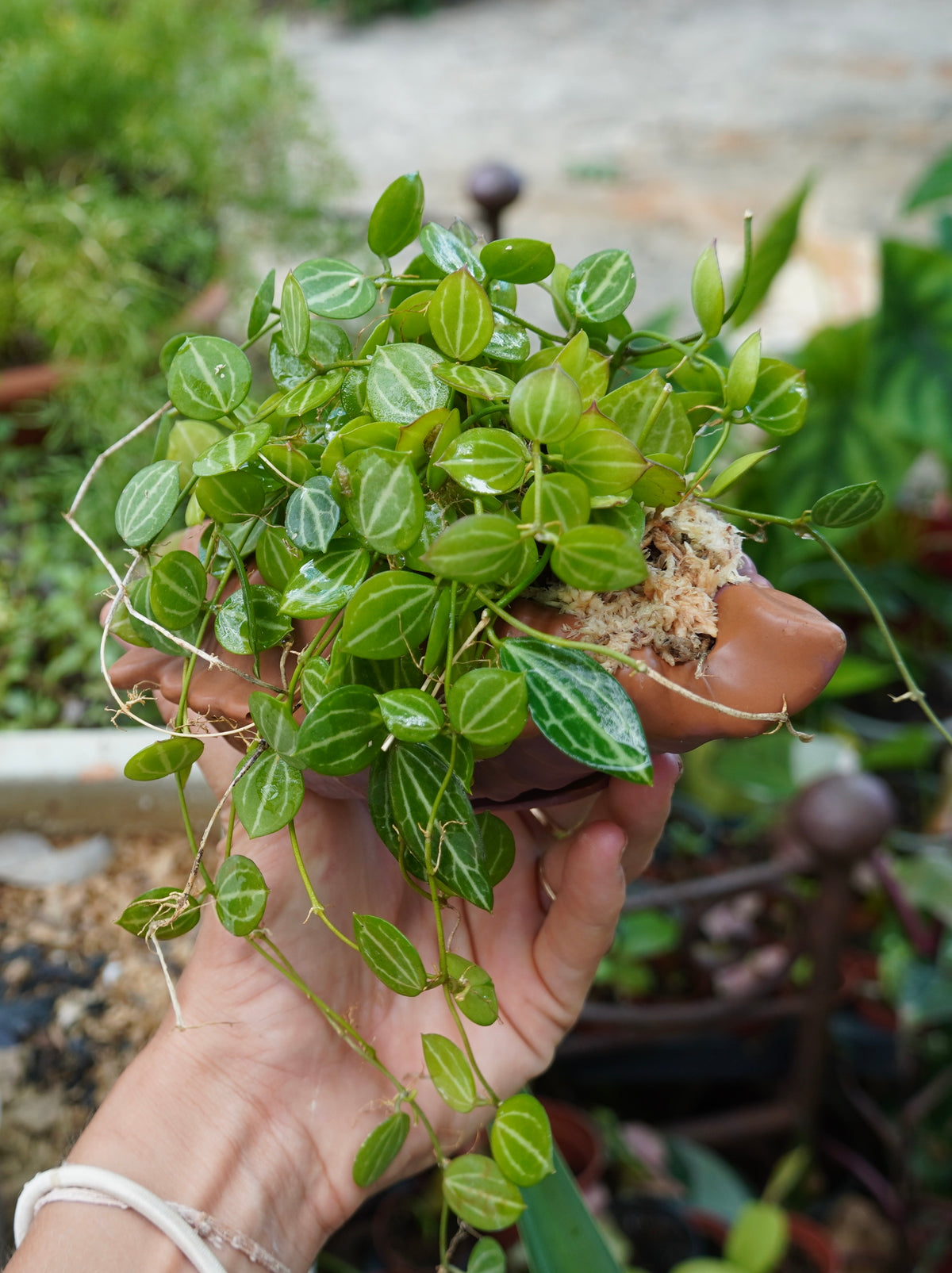 Dischidia ovata – “plante pastèque"