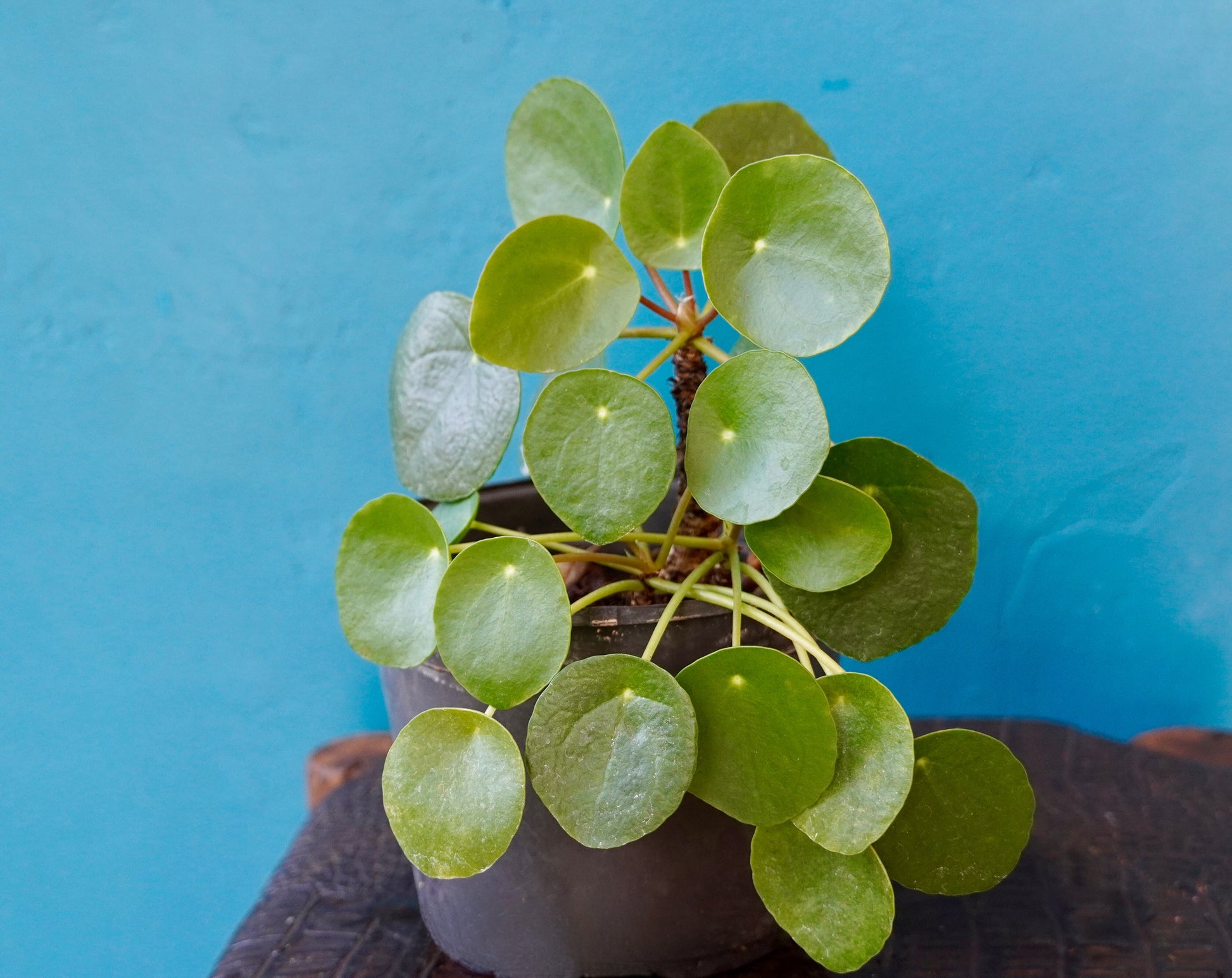 Pilea