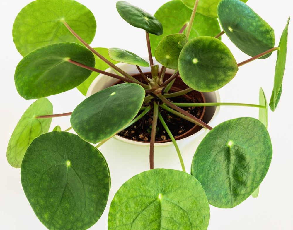 Pilea