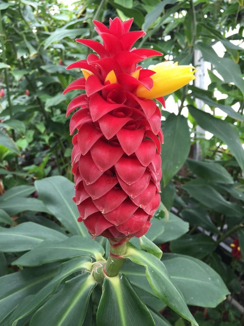 Canne d’Inde Costus Barbatus
