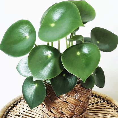 Peperomia Raindrop