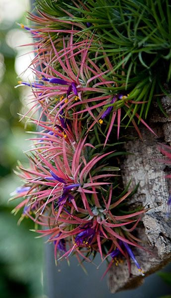 Plantes Filles de l’Air – Tillandsia ionantha