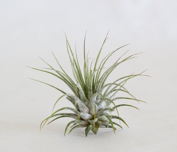 Plantes Filles de l’Air – Tillandsia ionantha