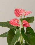 Anthurium