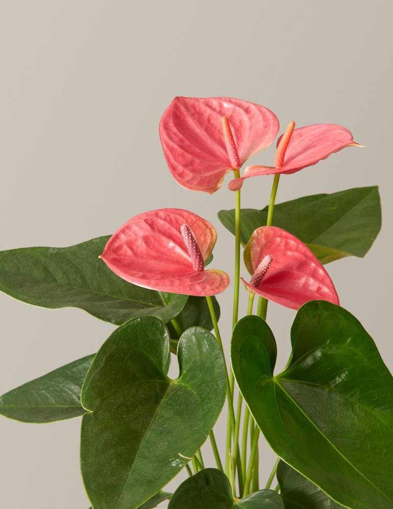 Anthurium