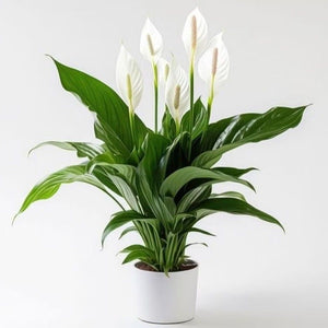 Spathiphyllum, fleur de lune