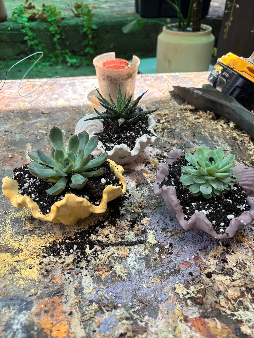Echeveria