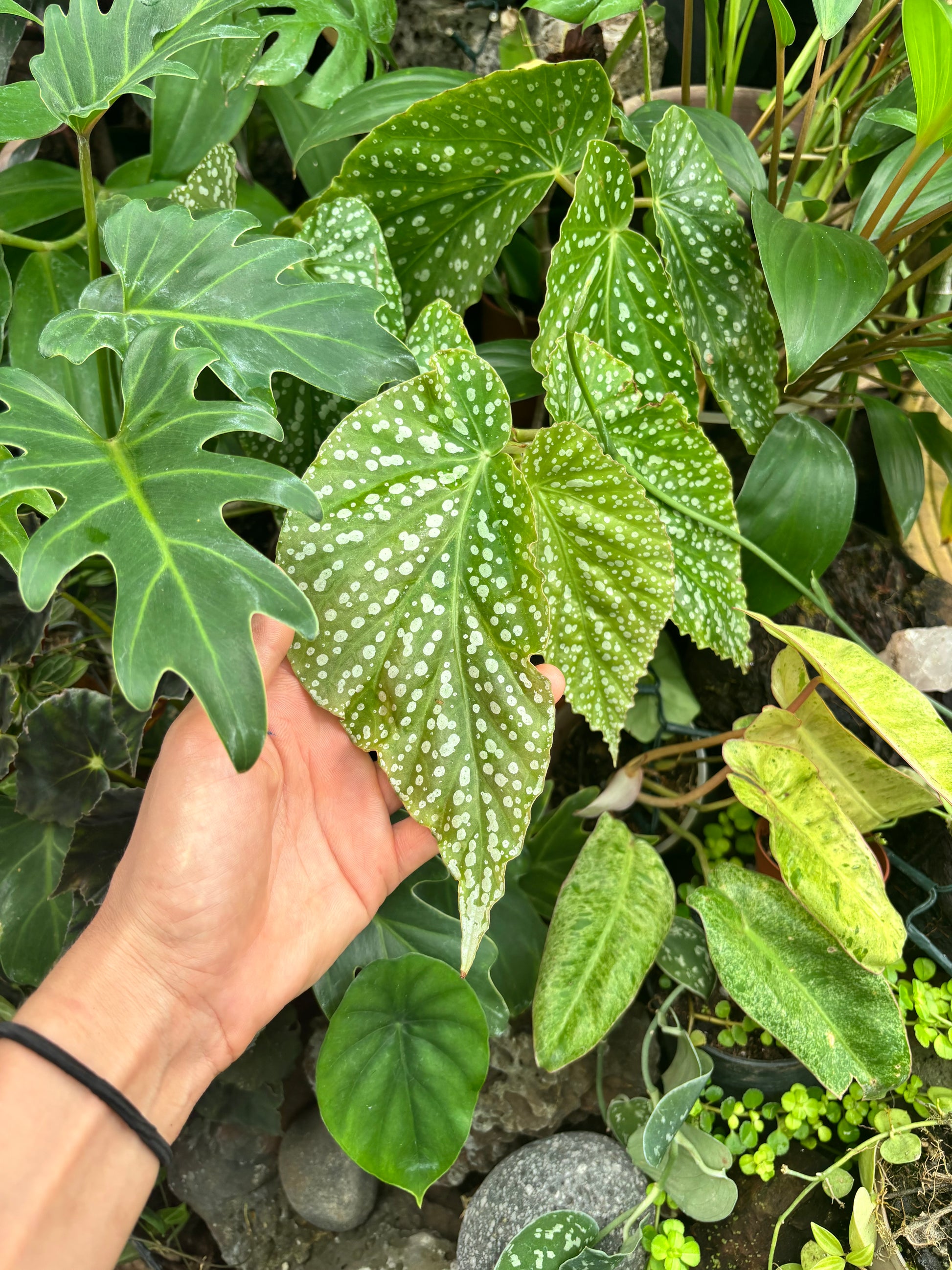 Bégonia maculata Barbara Hamilton – Bégonia bambou à pois blancs