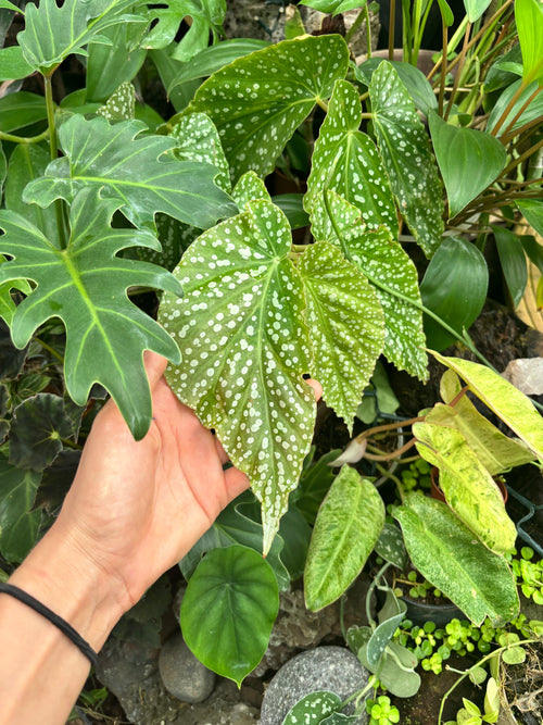 Bégonia maculata Barbara Hamilton – Bégonia bambou à pois blancs