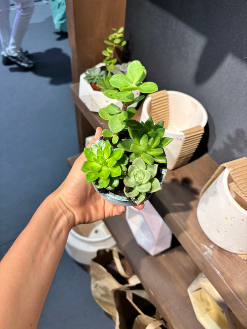 Assortiment de plantes grasses