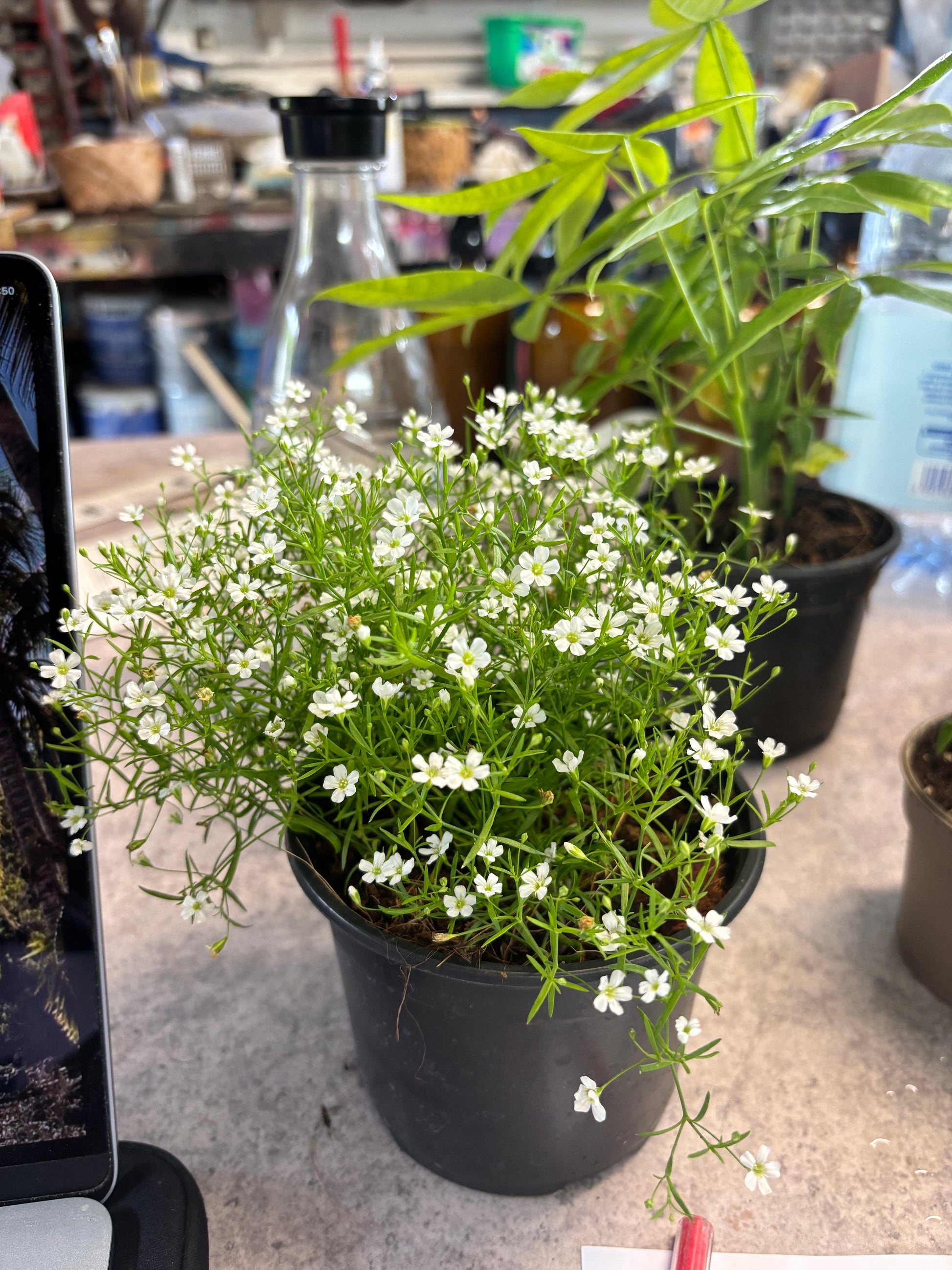 Gypsophile (Gypsophila)