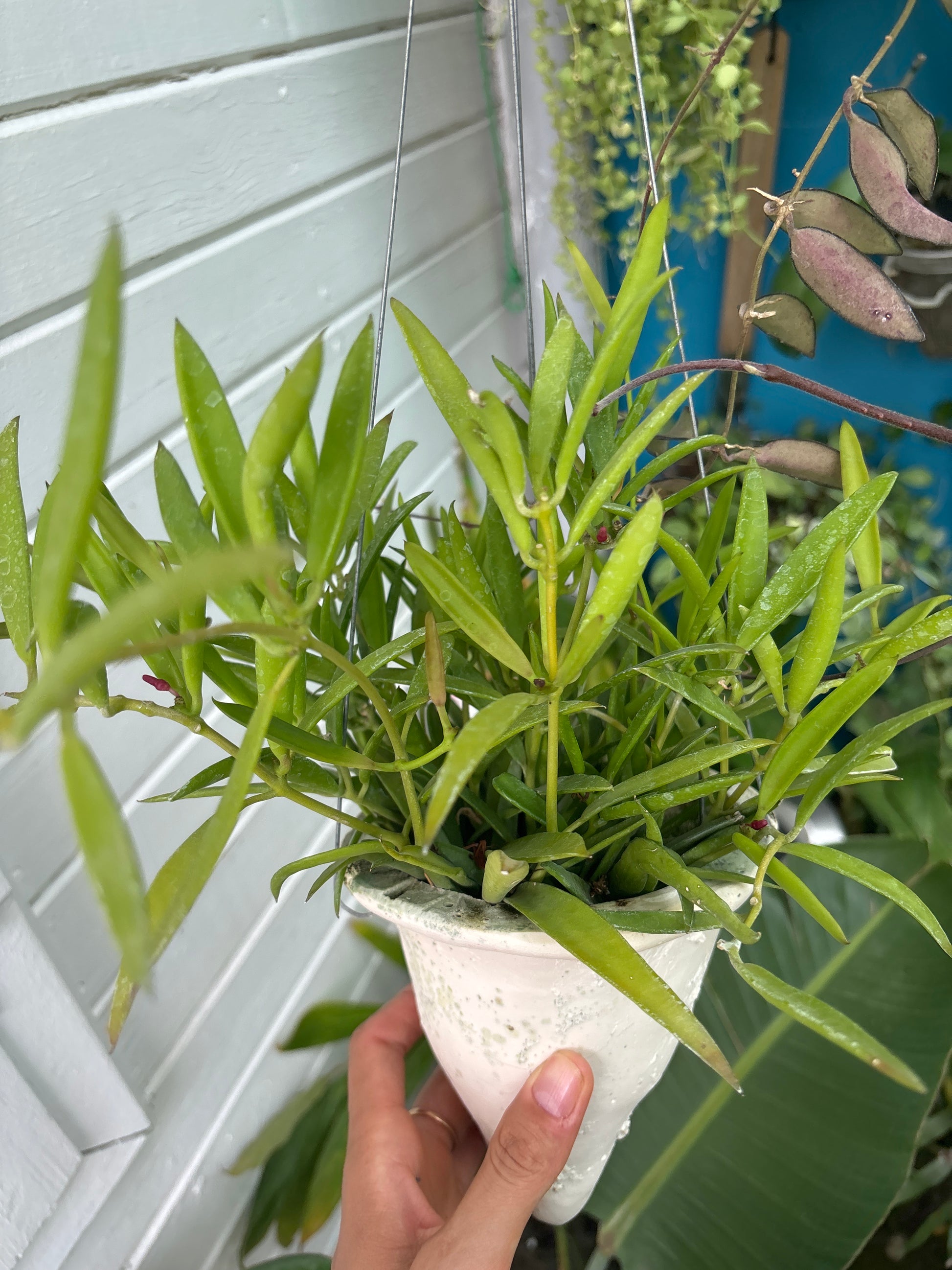 Dischidia hirsuta
