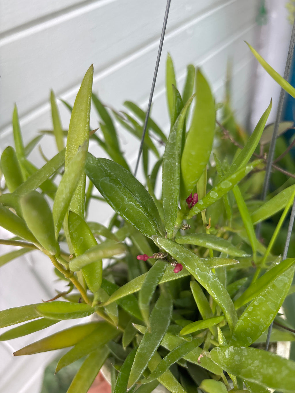 Dischidia hirsuta