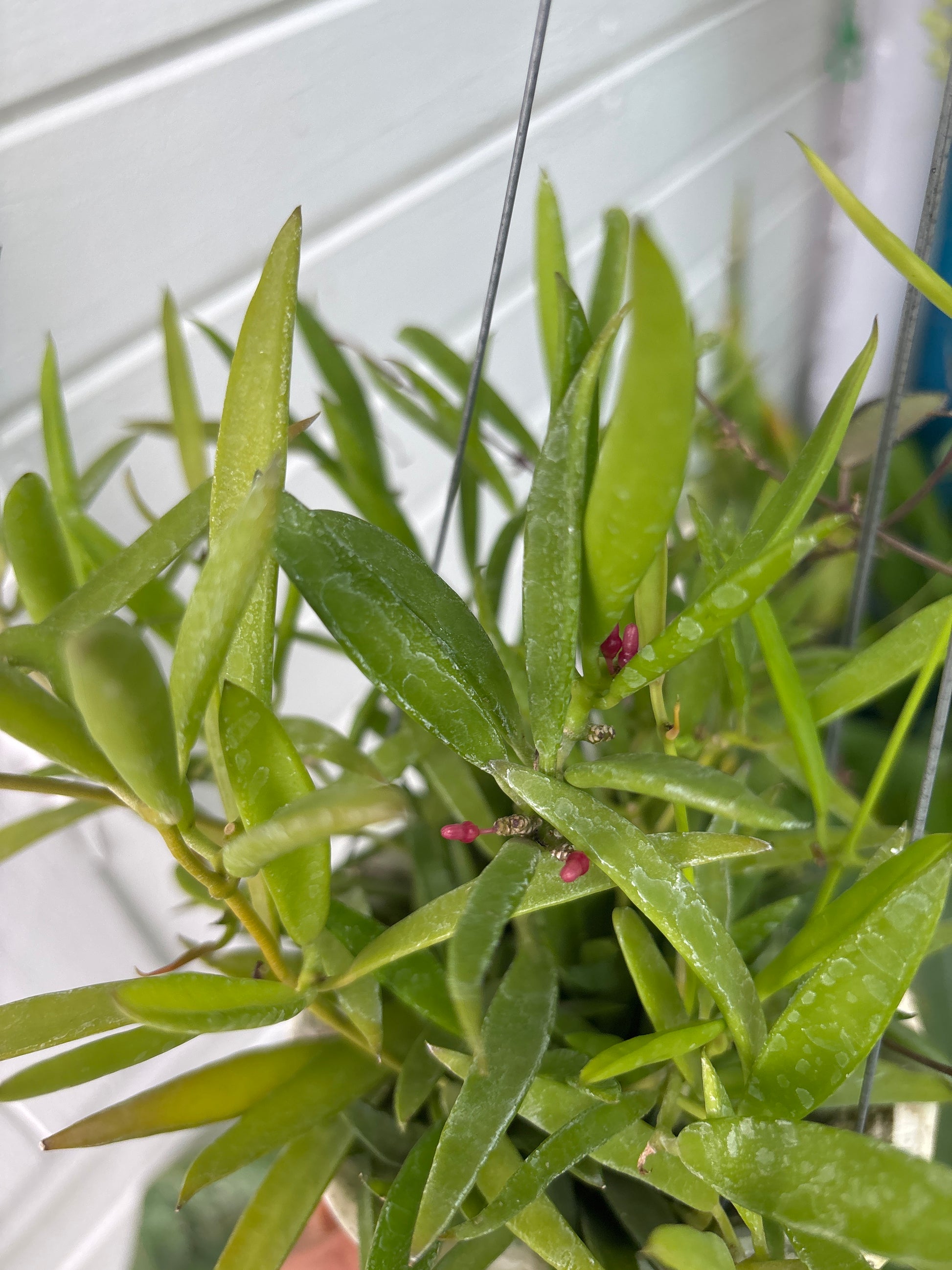 Dischidia hirsuta