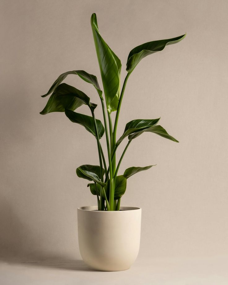 Strelitzia
