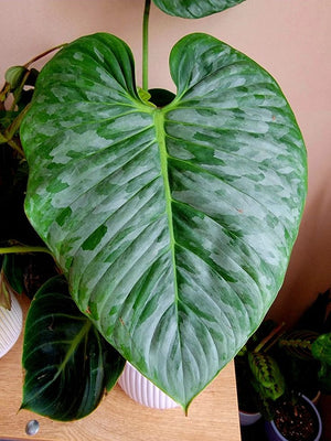 Philodendron Sodiroi