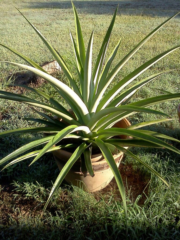 Ananas